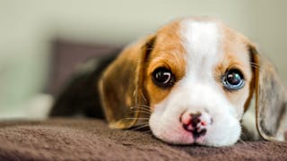 Young Beagle puppy lying down on a blanket